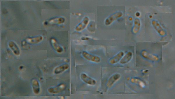 Probabile Postia (Postia tephroleuca)